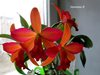 Cattleya Hybrids   
